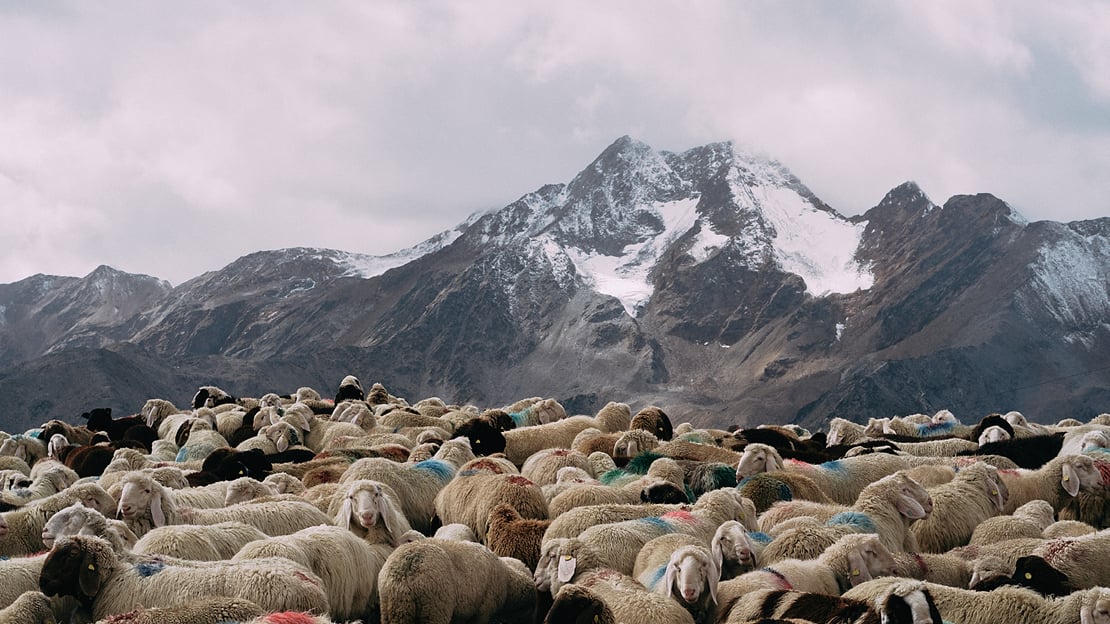 Formafantasma, «Transhumance path in the Alps», 2023