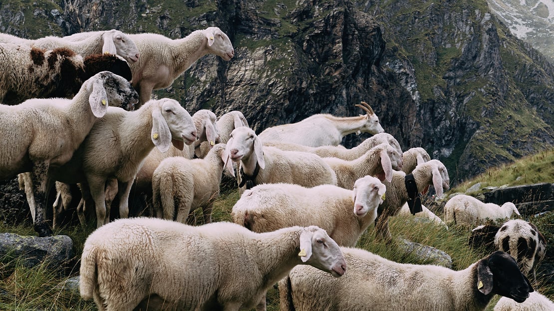 Formafantasma, «Transhumance path in the Alps», 2023