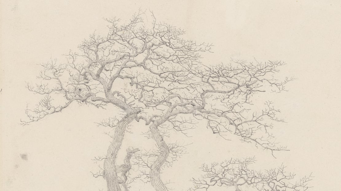 Caspar David Friedrich, «Bladløs eik» (utsnitt), 1808. Blyantskisse av et eiketre