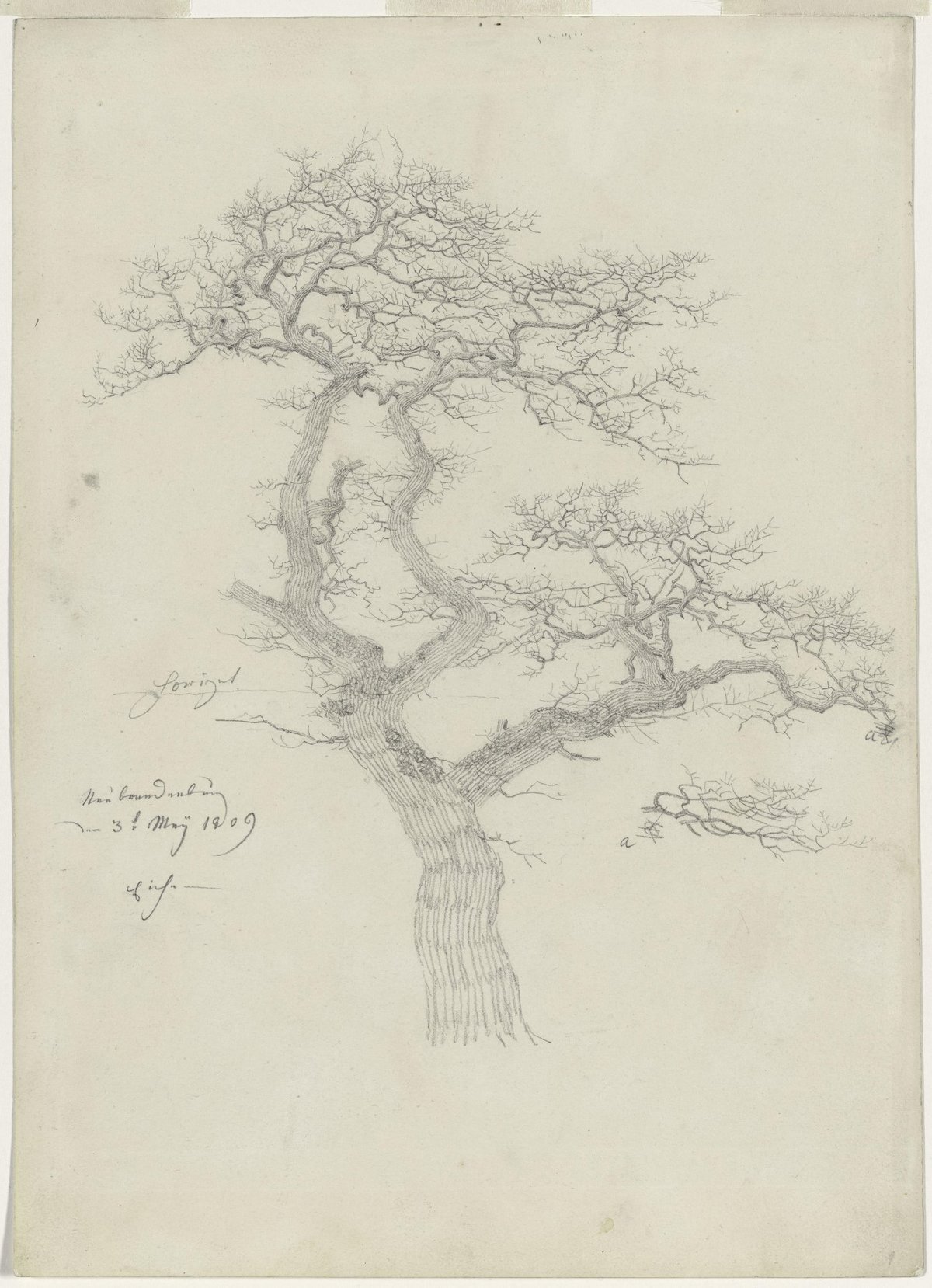 Tegning på papir av en bladløs eik