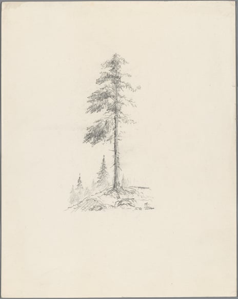 Hans Gude, «Furutre», midten av 1800-talet.