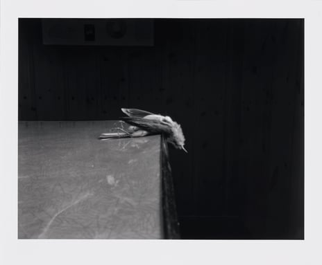 Ole John Aandal, «Camera Rosten #13», 2017/2024.