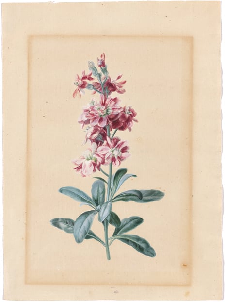 Caroline Friederike Friedrich, «Fransk smelle», 1806.