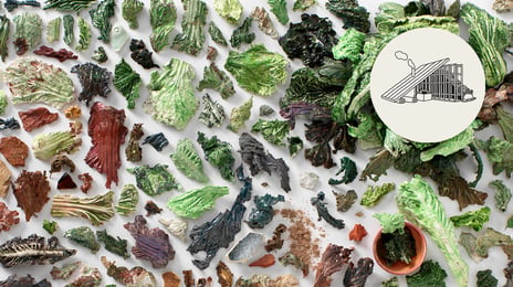 Toril Redalen, «LETTUCE LEGACY - Salatstudie», 2023 Installasjon med keramikkbiter som ser ut som salat