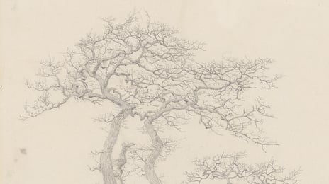 Caspar David Friedrich, «Bladløs eik» (utsnitt), 1808. Blyantskisse av et eiketre