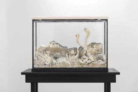 Kamilla Langeland, «For the Ocean», 2019. Østerssopp dyrket på kartong, skjell, egg, perlitt, papir plassert i et glassmonter.