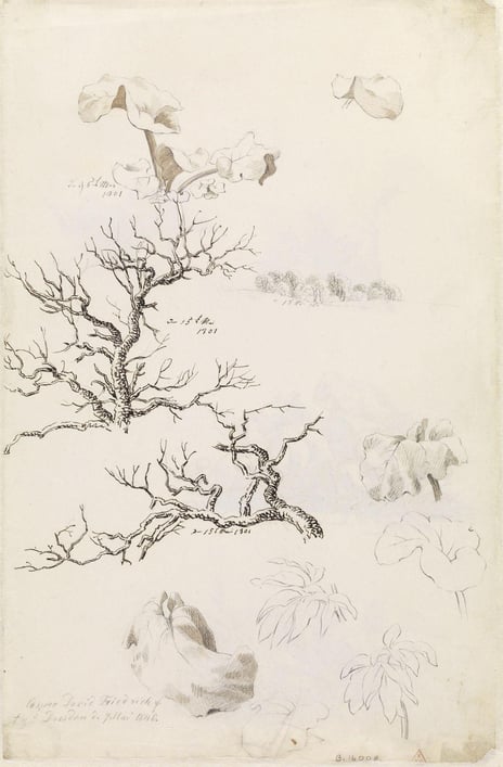 Caspar David Friedrich, «Tre- og plantestudier», 1801 Skisse av trær og planter