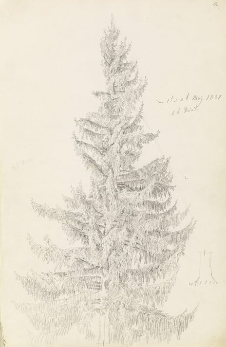 Caspar David Friedrich, «Grantre», 1807 Skisse av et grantre