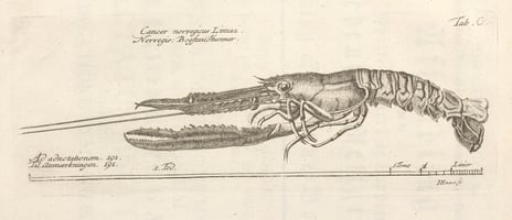 Jonas Haas, «Sjøkreps / Mearrareabbá», 1720–1775 Sjøkreps, illustrasjon