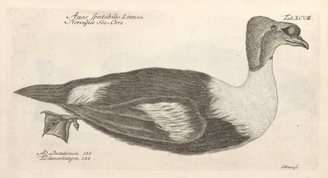 Jonas Haas, «Sjørorre / Skoarra», 1720–1775 Sjøorre, illustrasjon
