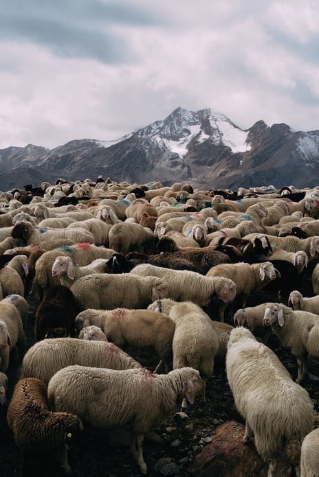 Formafantasma, Transhumance path in the Alps, 2023. Still from film.