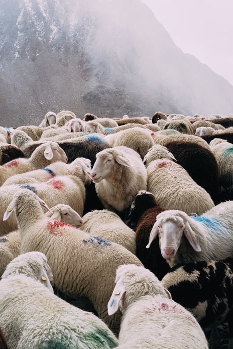 Formafantasma, Transhumance path in the Alps, 2023. Still from film.