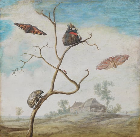 Margareta de Heer, «Sommerfugler og biller i et landskap», før 1665
