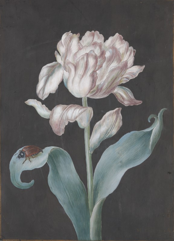 Magdalena Fürst, «Rosa tulipan med oldenborre», 1671- 1716.