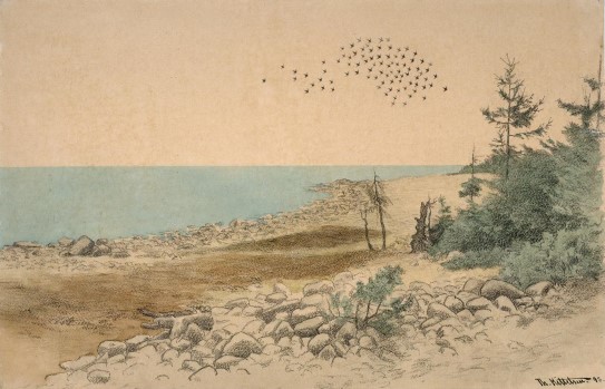 Theodor Kittelsen, «Flyvende fugleflokk og graner ved havet», 1893.