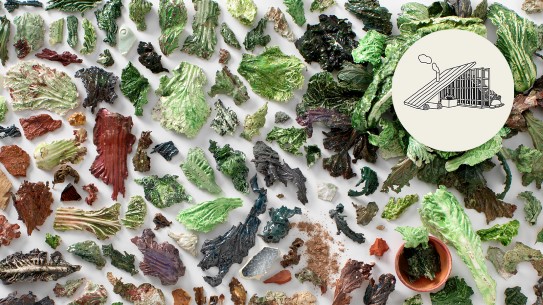 Toril Redalen, «LETTUCE LEGACY - Salatstudie», 2023 Installasjon med keramikkbiter som ser ut som salat