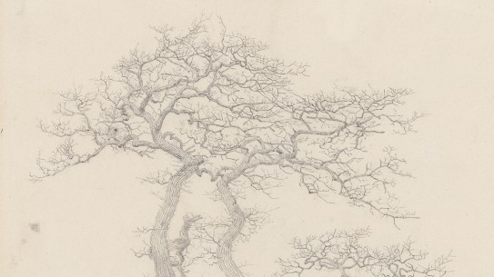 Caspar David Friedrich, «Bladløs eik» (utsnitt), 1808. Blyantskisse av et eiketre