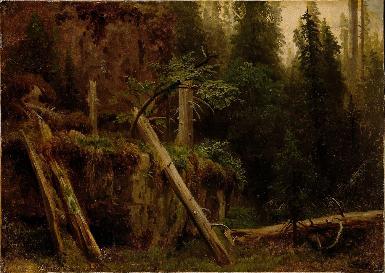 Maleri av skogstudie