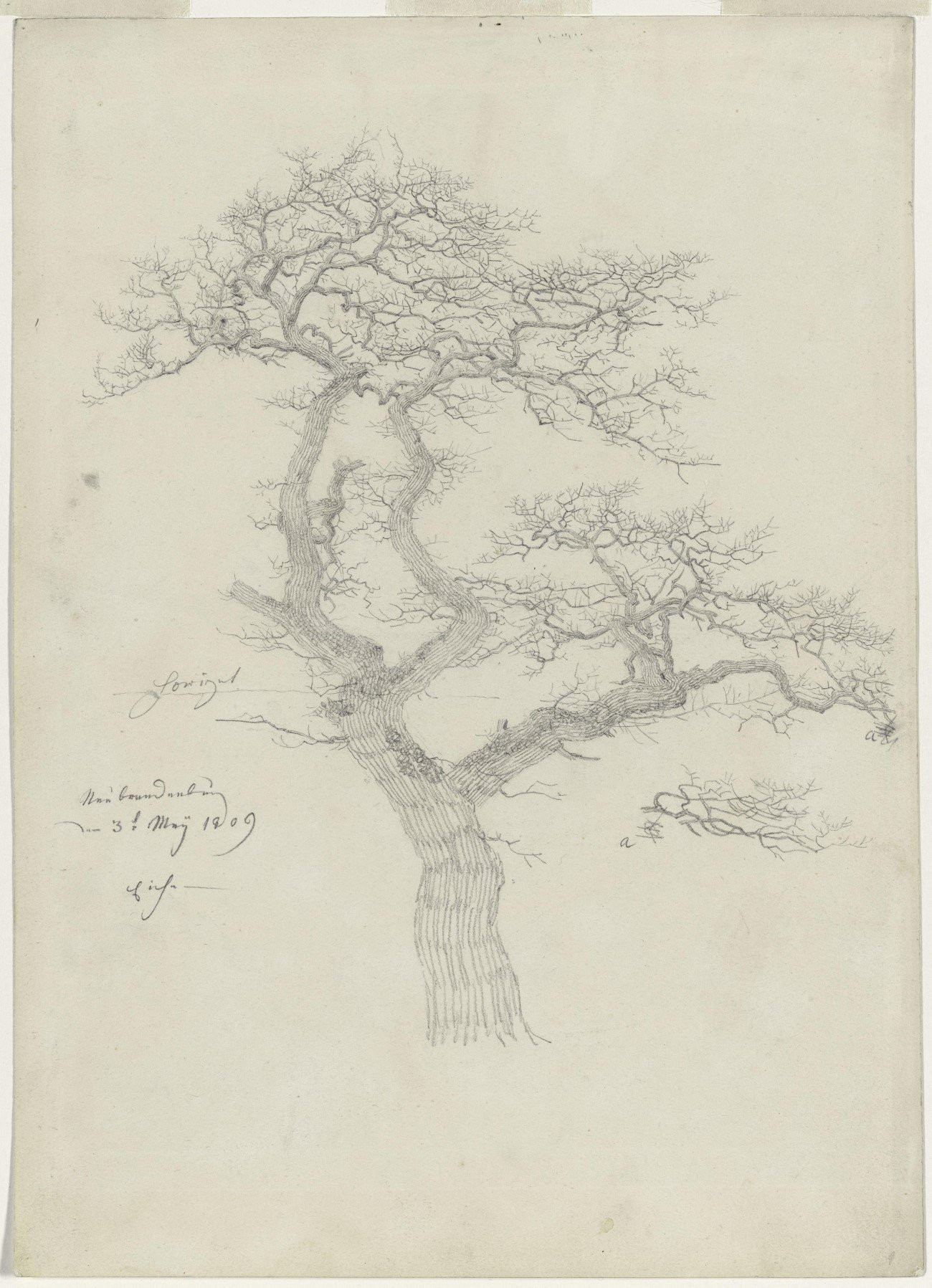 Tegning på papir av en bladløs eik