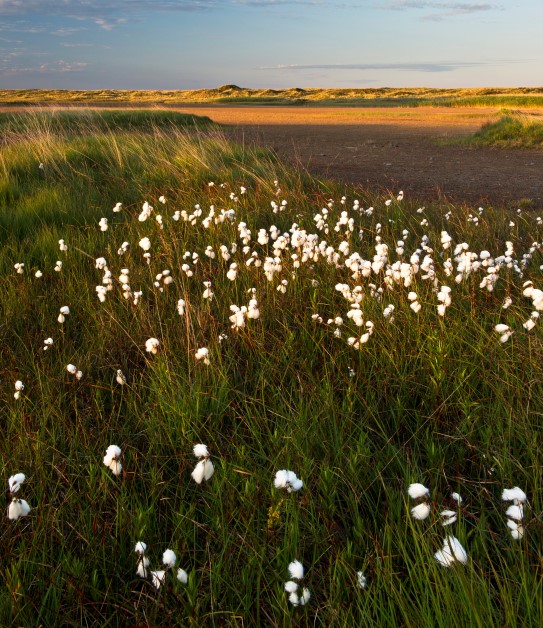 Cotton-grass on what remains of the old cultural landscape in Jæren. Here at Vaulen, Brusand in Hå municipality, Rogaland County Cotton-grass in landscape