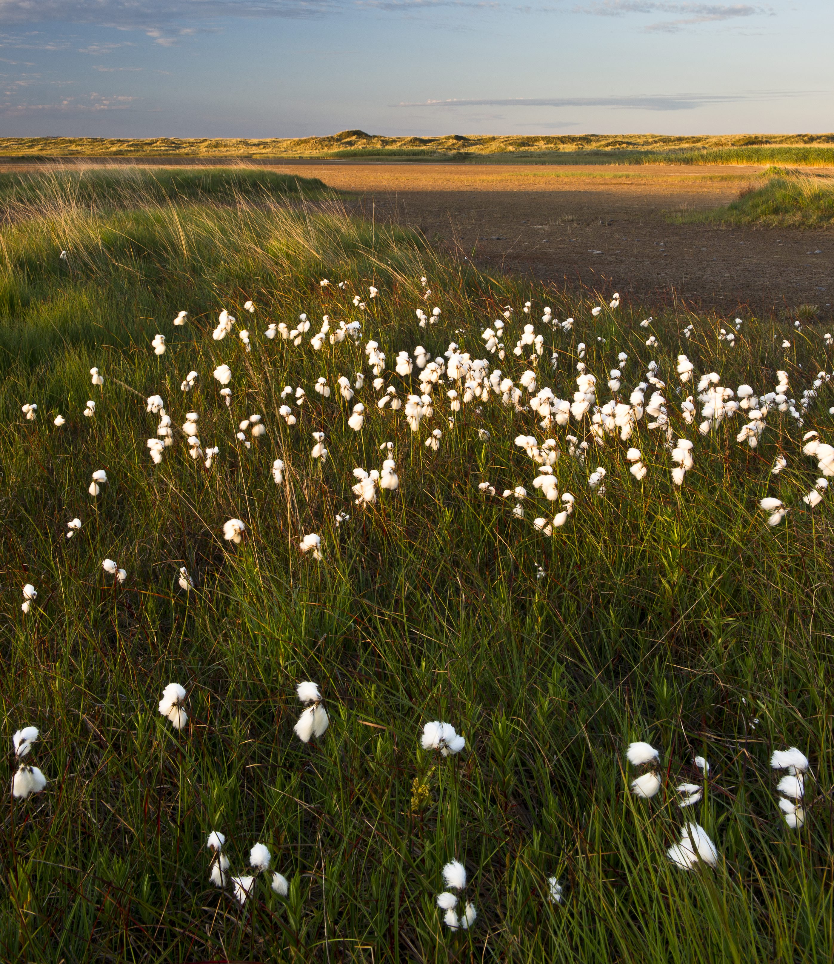 Cotton-grass in landscape