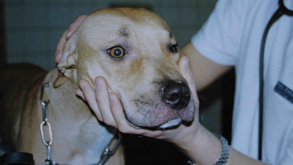 Hund med intense øyne. Veterinærhender holder hodet til hunden