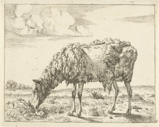 Marcus de Bye, Schaap, Koeien en schapen, 1728-1761, Rijksmuseum, Amsterdam, Etching Courtesy of: Rijksmuseum. Public domain.